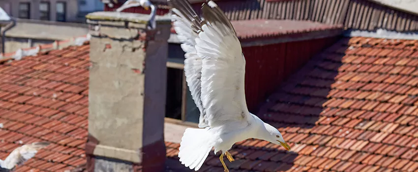 Residential Chimney Animal Removal Solution in Evanston, IL